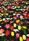 Крепдешин разноцветные тюльпаны на черном (GG-0978) фото 2